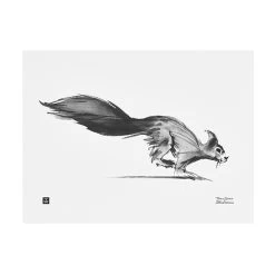 Poster Squirrel, 40 X 30 Cm
